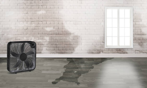 Best Sewage cleanup and water damage restoration  in Lynn Haven, FL